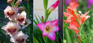 Gladiolus: description, classification of varieties, planting in open ground and care (90 Photos & Video) + Reviews