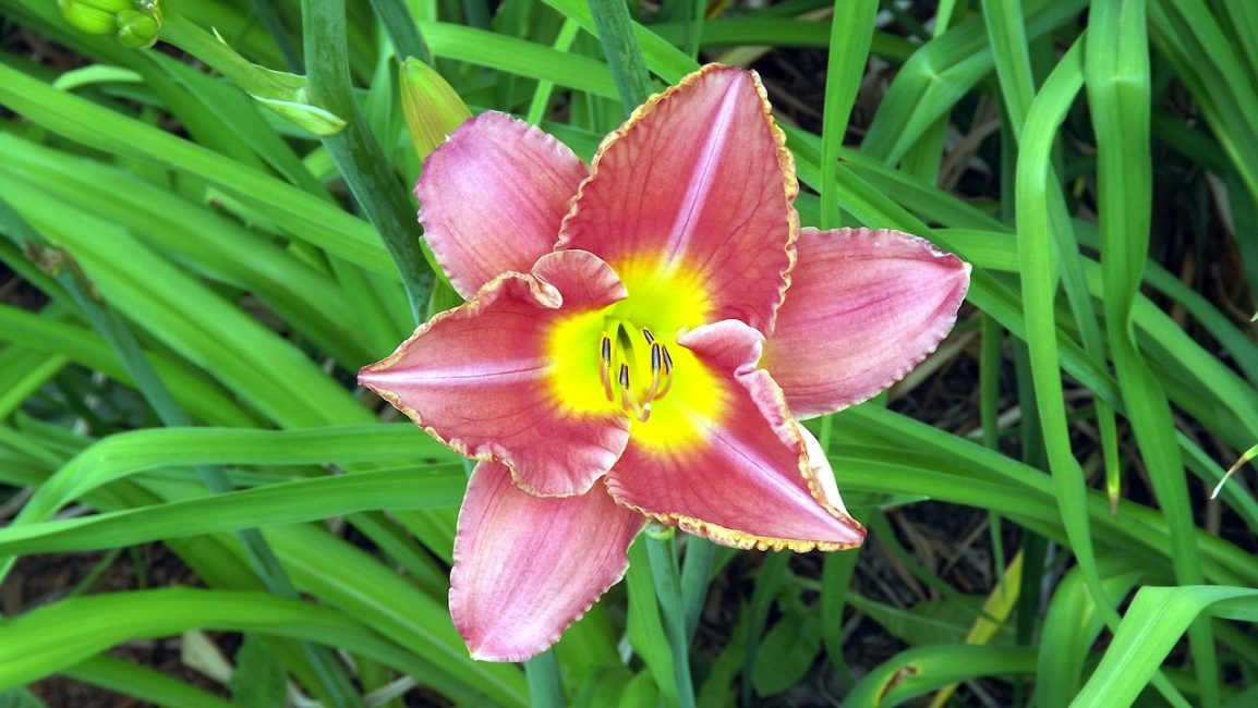 daylily flower