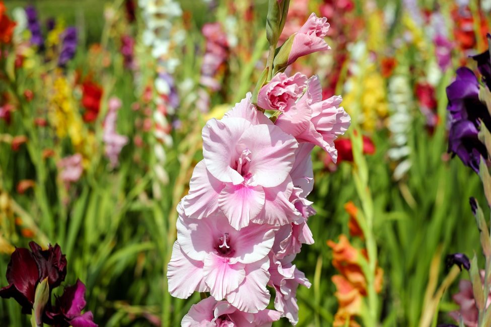 مجال Gladiolus