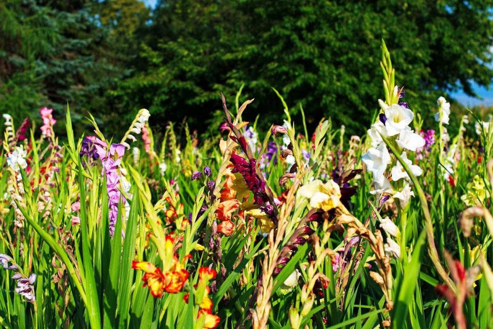 Gladiolus في البرية