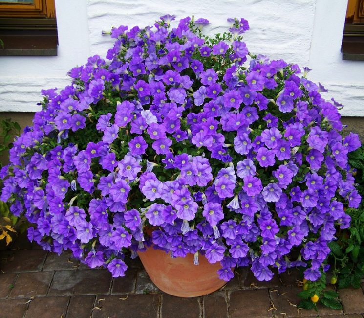 Chapeau luxueux de fleurs de pétunia semi-doubles.