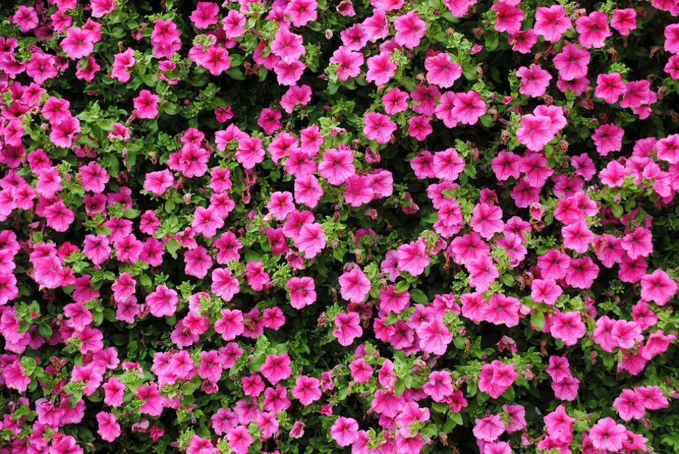 Les fleurs de taille moyenne d'un pétunia à fleurs multiples couvrent tout l'espace alloué à la culture avec un tapis dense.