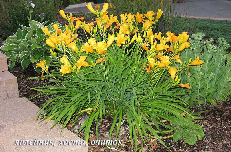 Daylily Yellow Giant. Inflorescences with several flowers are visible