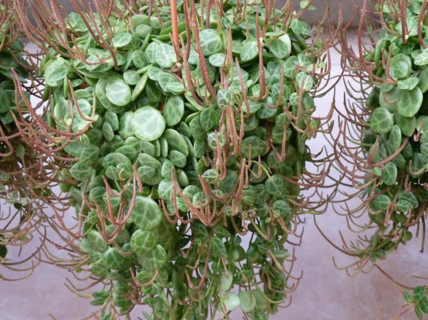 تندمج Peperomia مع الزراعة الطموحة أثناء الإزهار