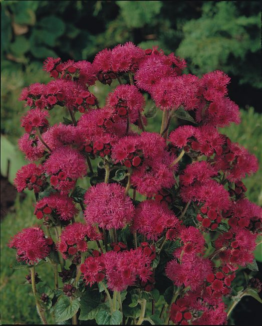 البحر الأحمر Ageratum