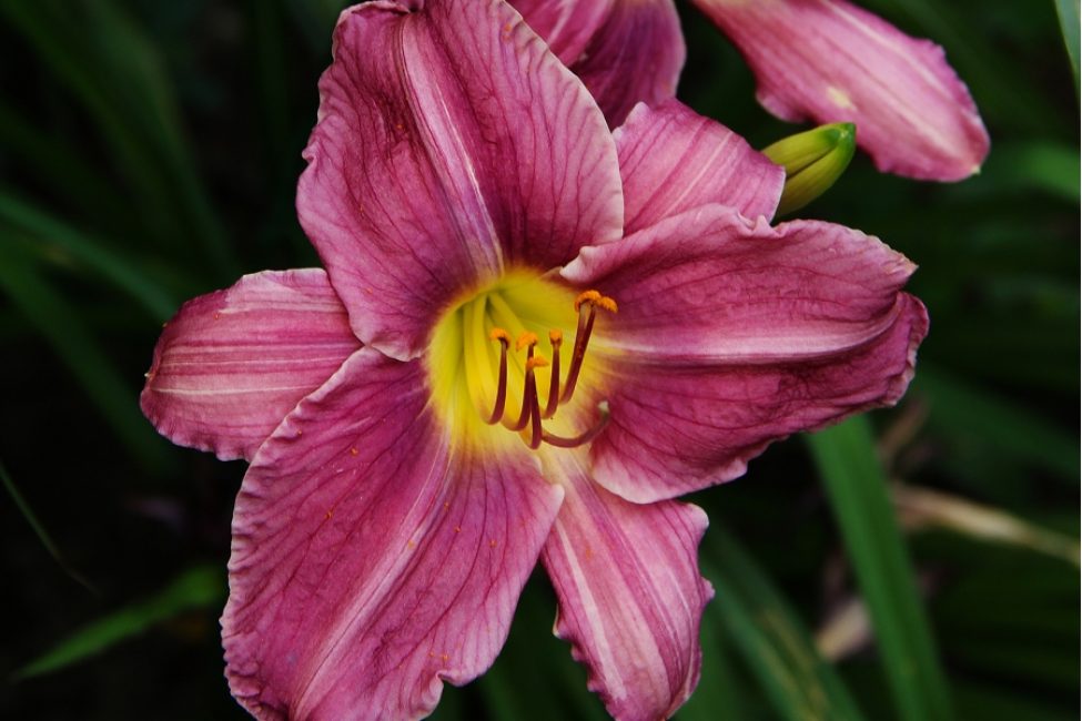 Daylily dark color. Sort Jockey Club