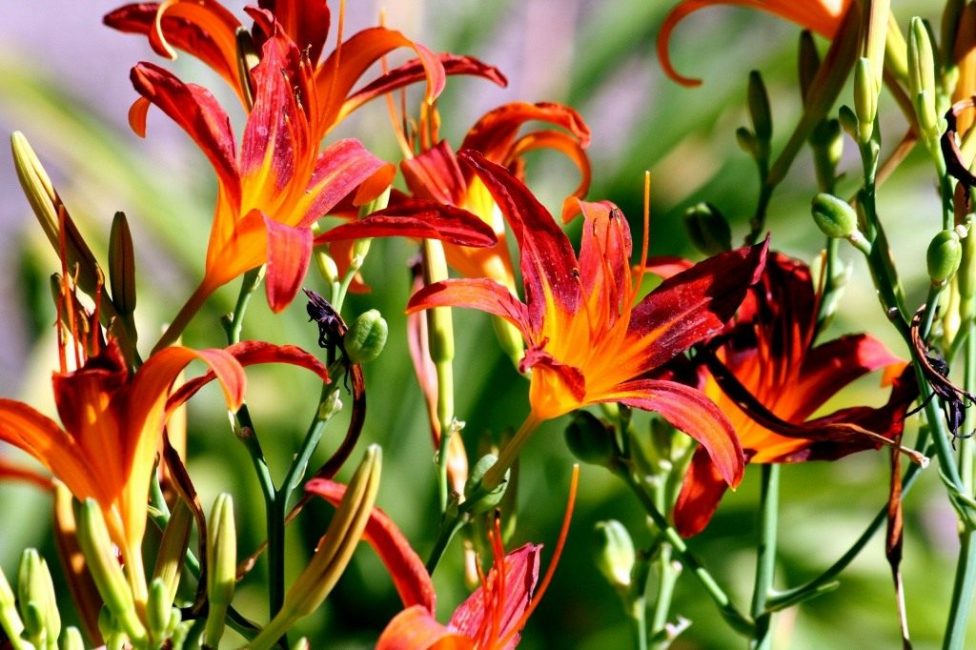 Blooming dark Spanish daylily. A small number of flowers in inflorescences indicates low soil fertility.