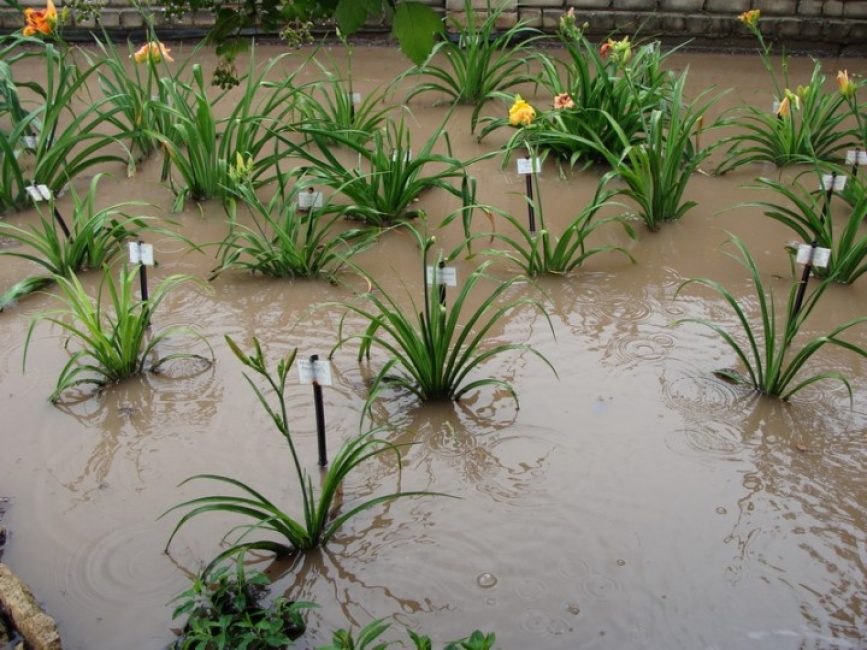 Stagnant water critical for daylily