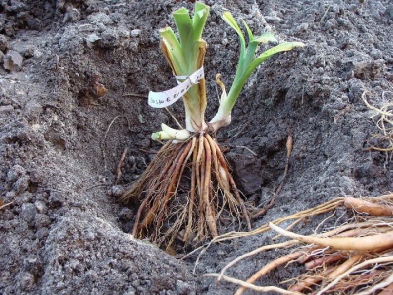 Planting a daylily in open ground