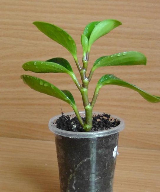 Peperomia جاهز للزراعة في وعاء