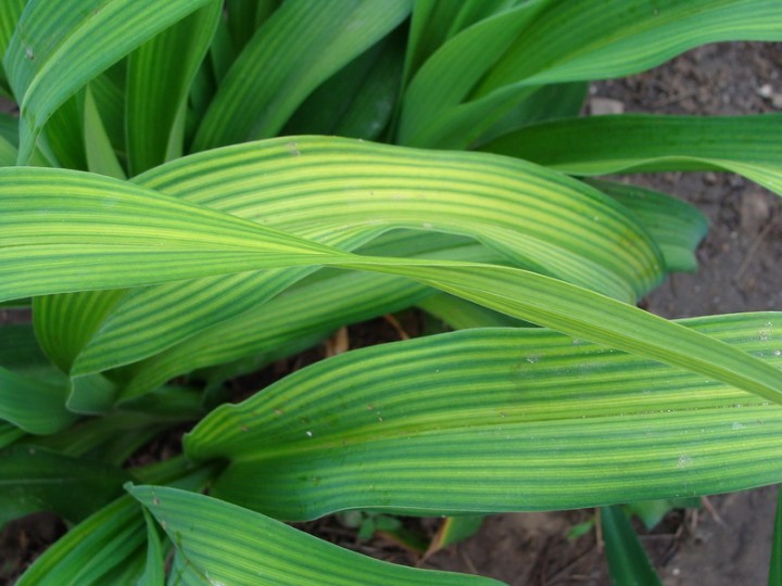 Manifestation of chlorosis. Daylily iron deficiency