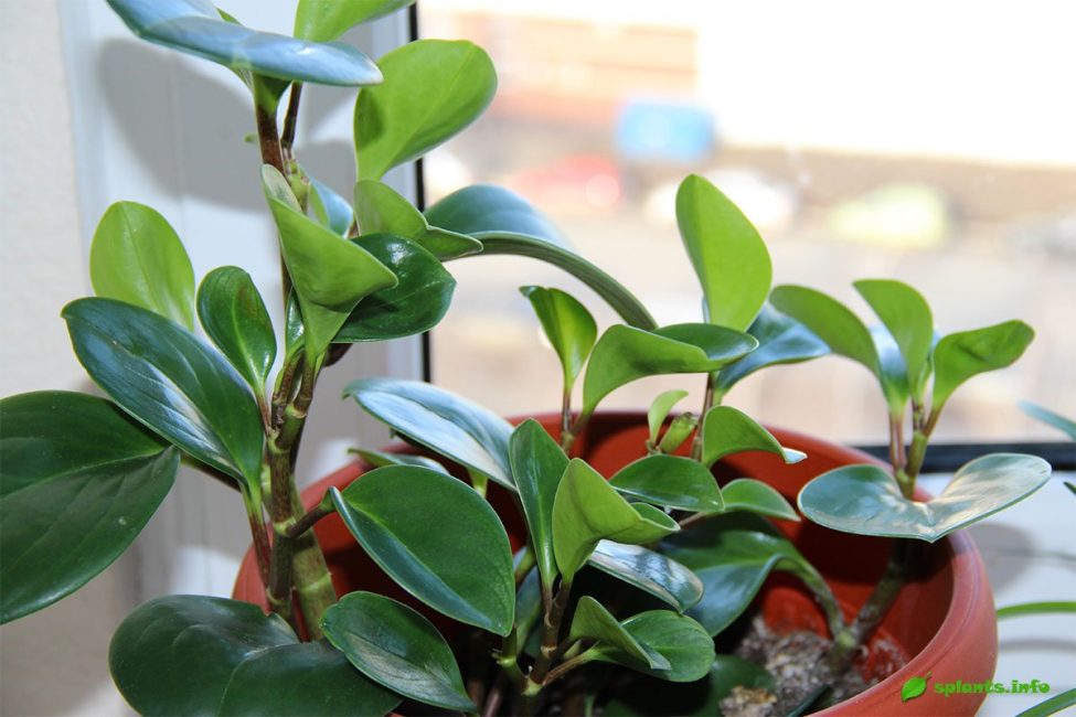 Peperomia منفرجة