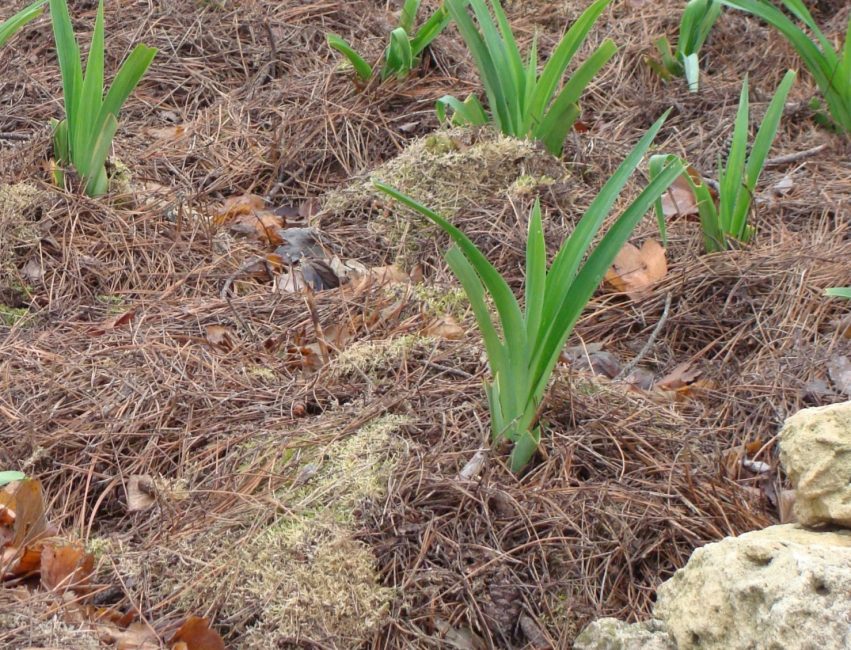 Soil mulching left over from last season