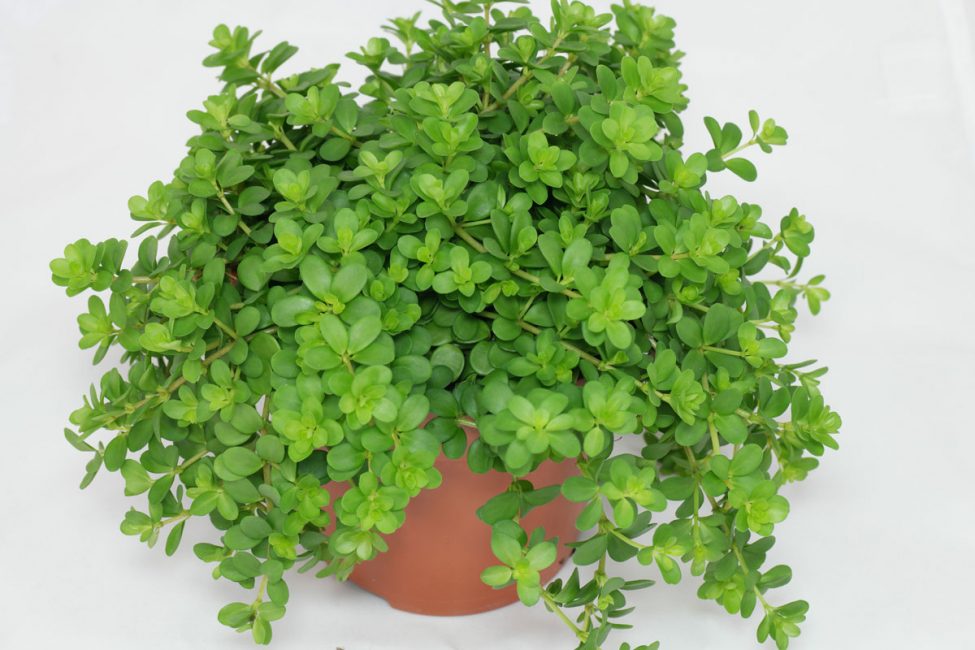 Peperomia rotundifolia