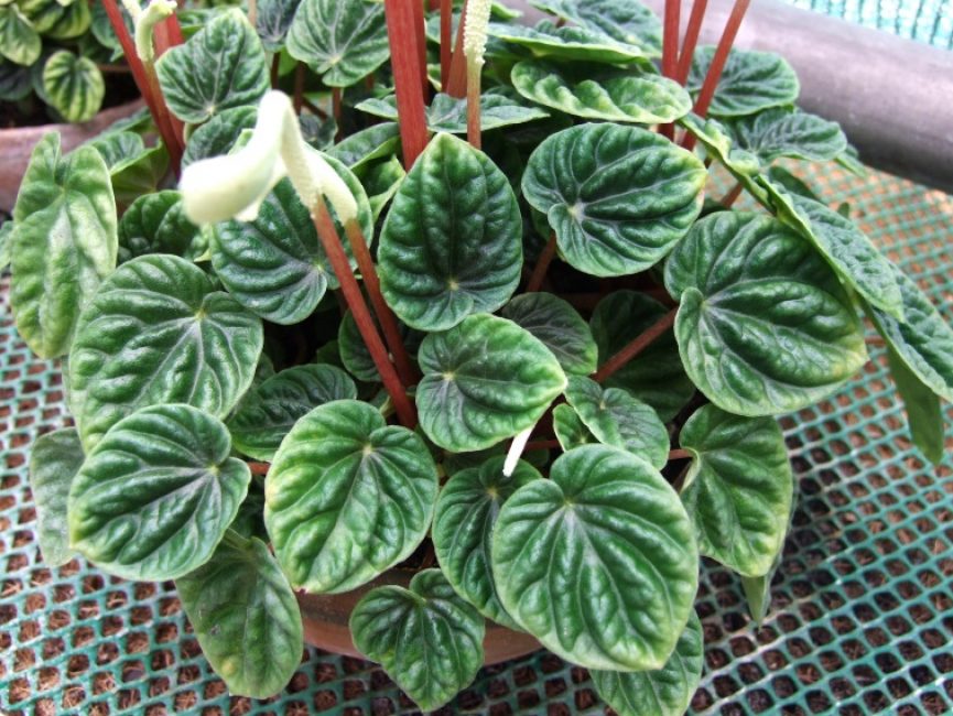 التجاعيد Peperomia