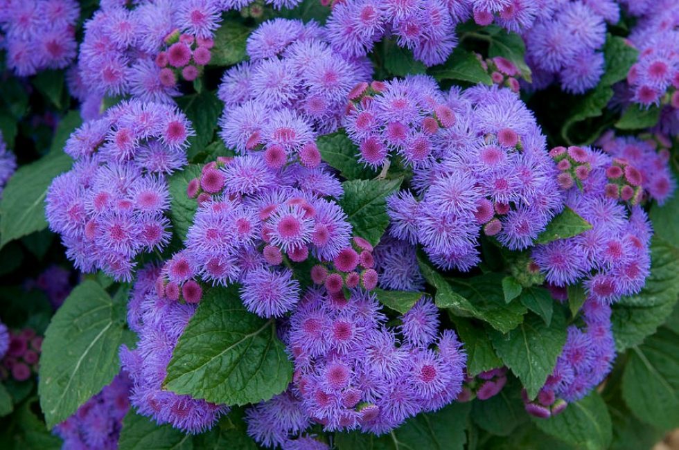 كرة Ageratum الزرقاء