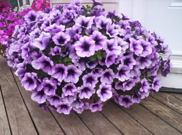 Supertunia en pots.