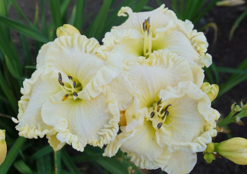 Tetraploid daylily cultivar Alpine Tranquility