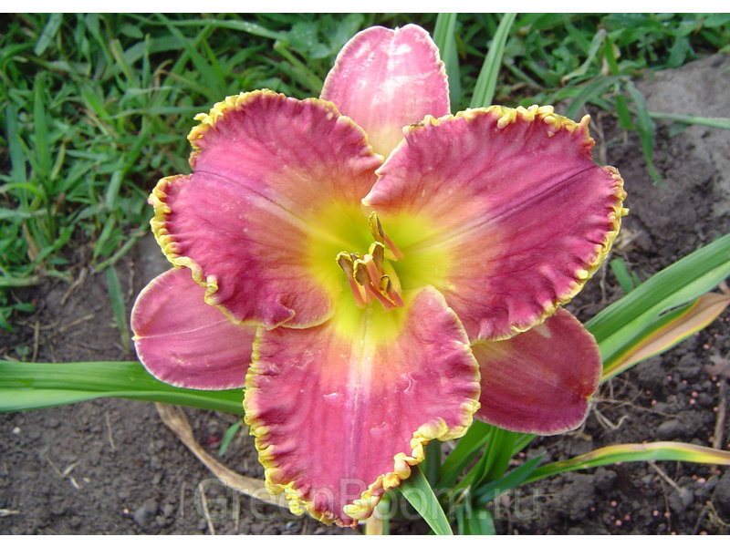 Evergreen Daylily Arabian Magic