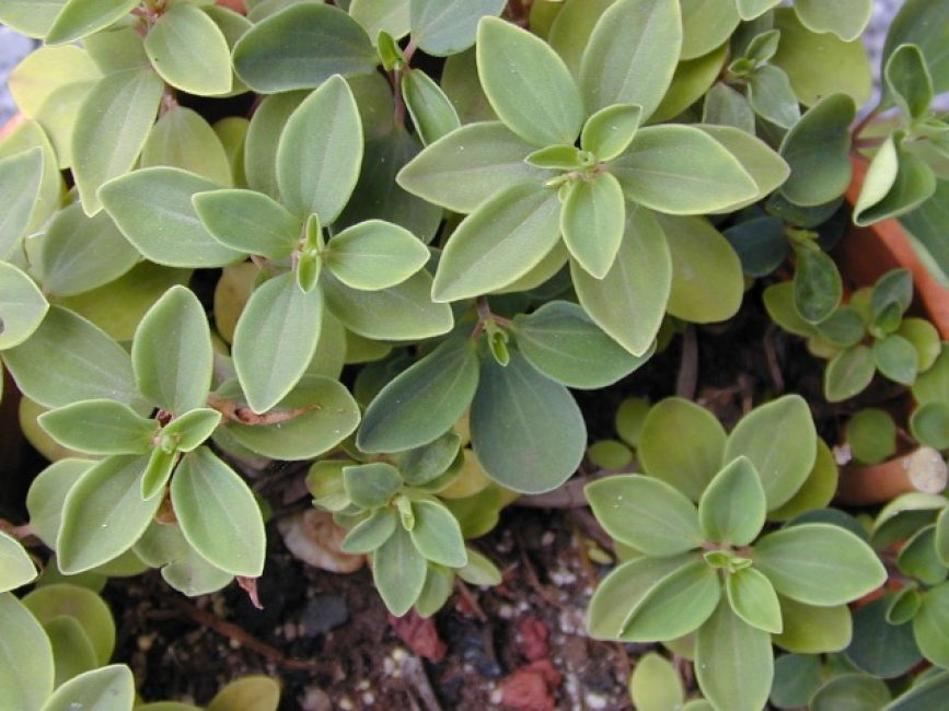 Peperomia ممتعة