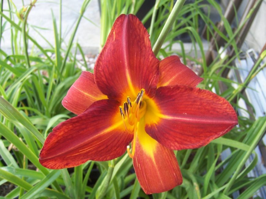 Late Blooming Daylily Red Autumn