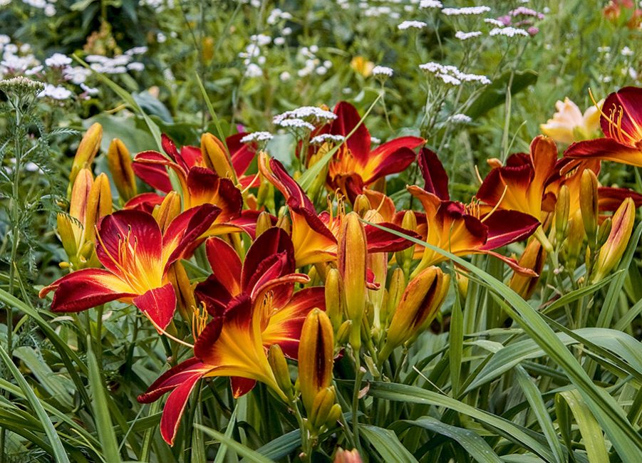 Tall daylily cultivar Margo Reed