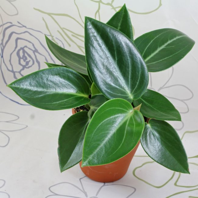 رصدت Peperomia