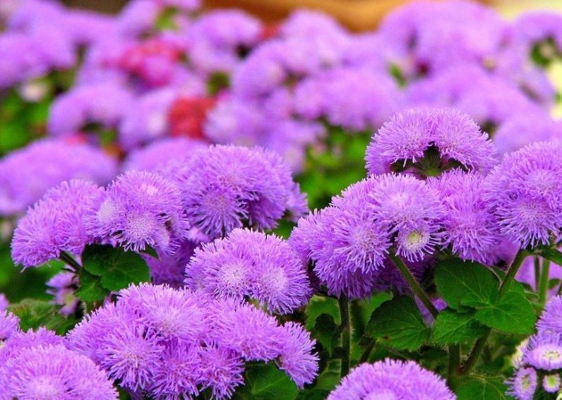 Blau Sternchen Ageratum