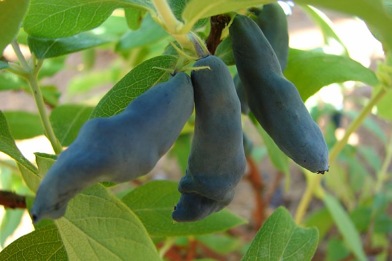 Varietà di caprifoglio ninfa