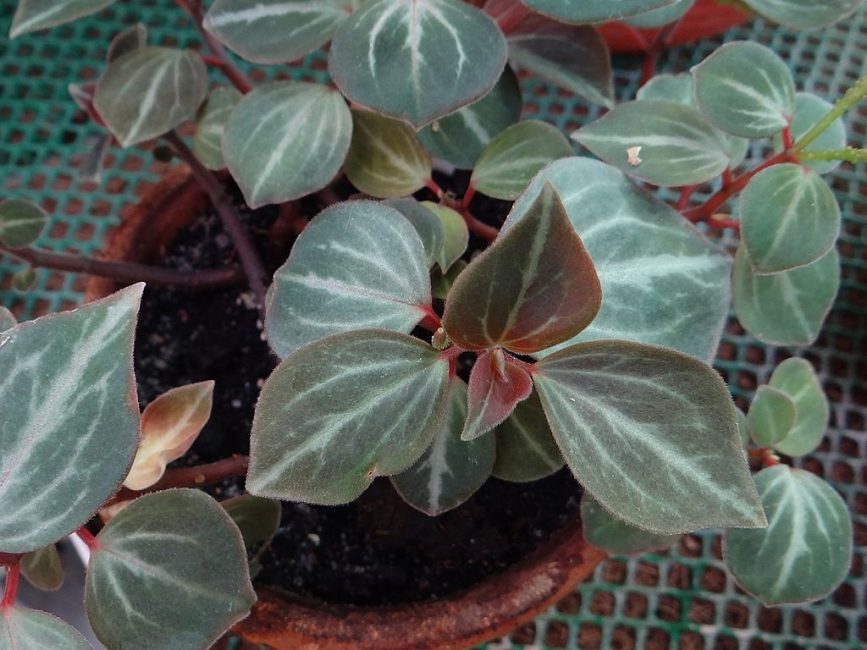 رخام Peperomia