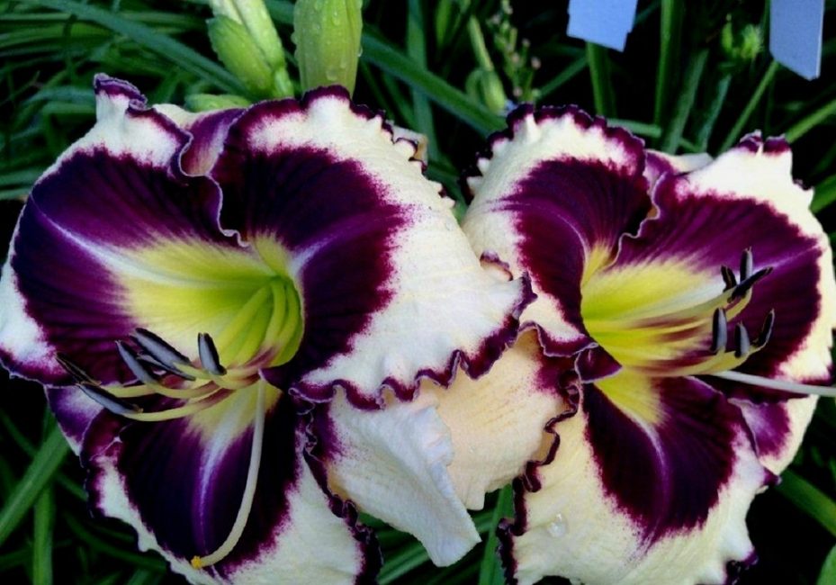 Large-flowered daylily of the Love Spell variety