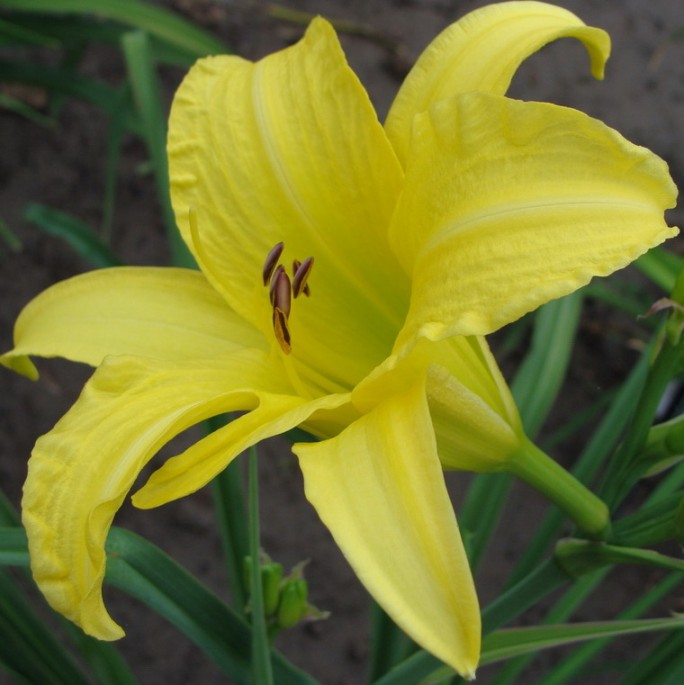 Fragrant diploid daylily cultivar Hyperion