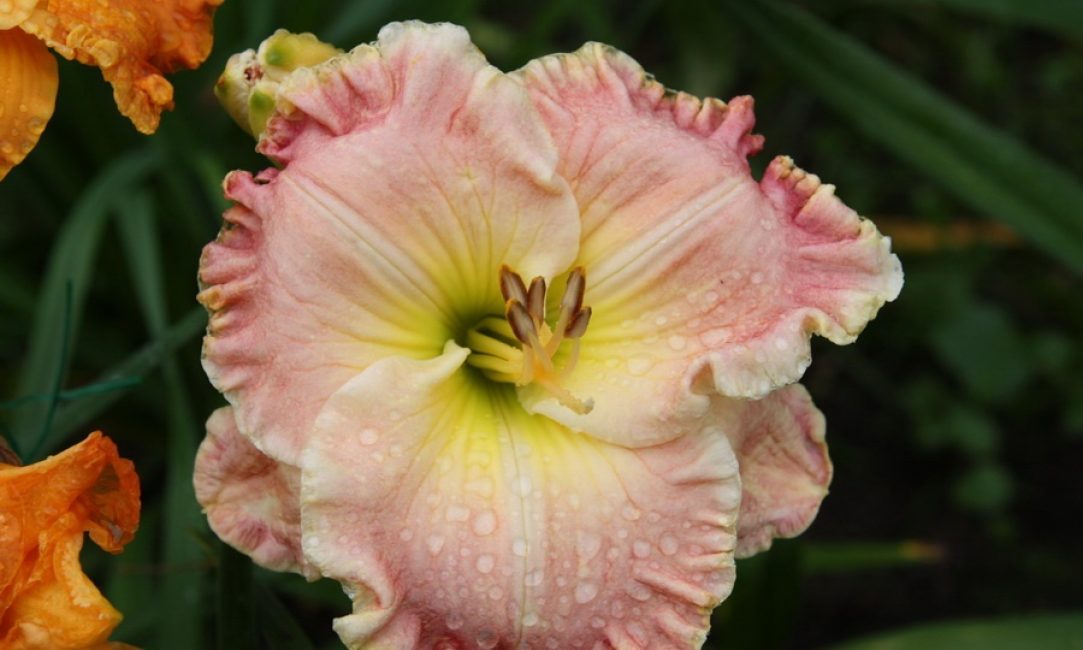 Single daylily variety Memphis