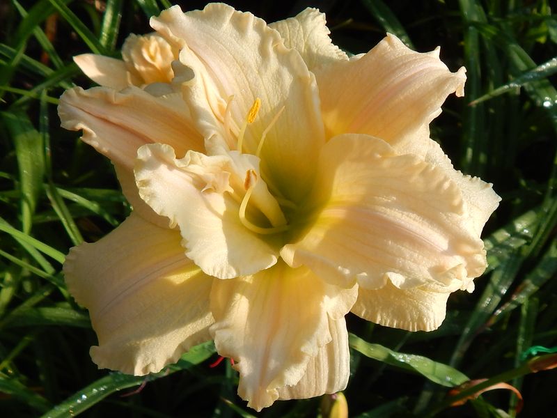 Terry daylily type flower in flower variety Seyanets Anasenko