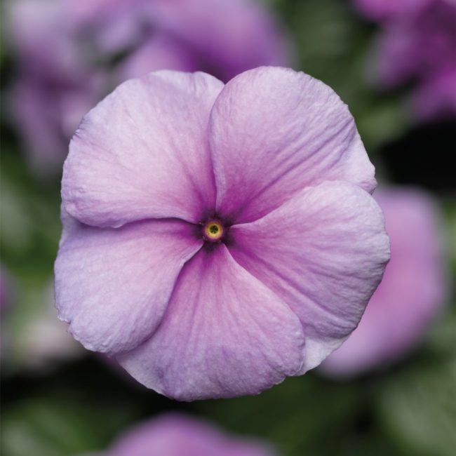 أول قبلة catharanthus