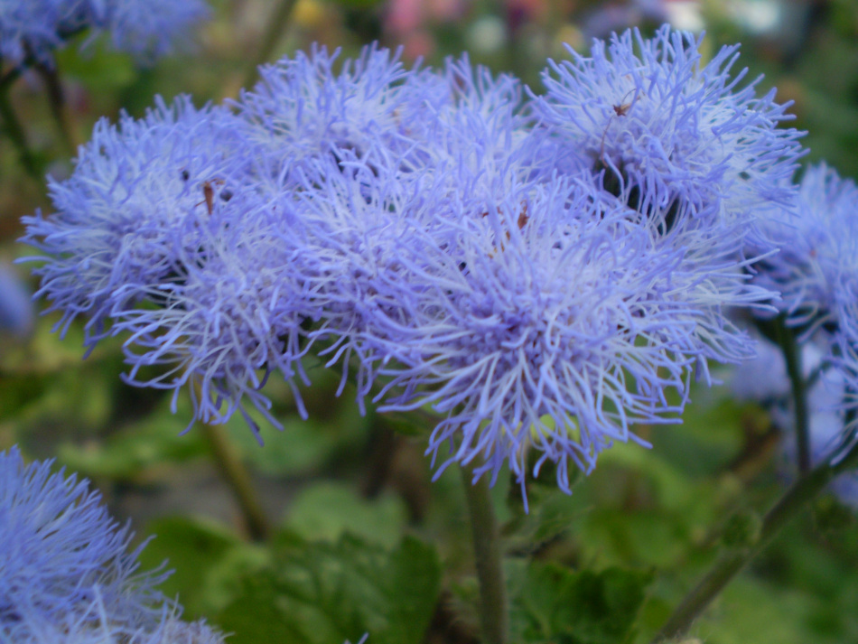 القليل Dorrit Ageratum