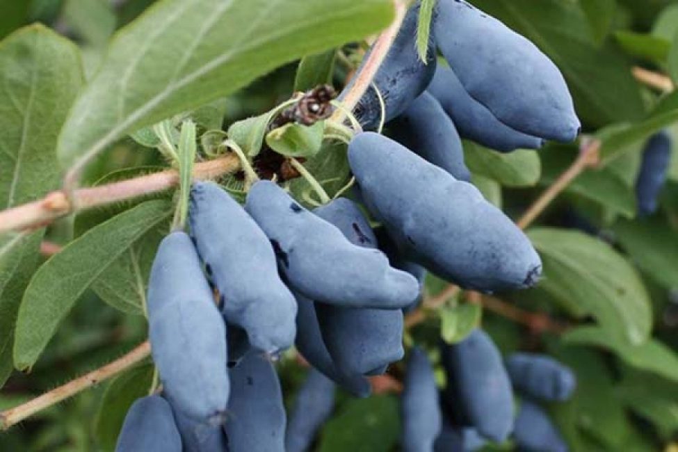 Yugana varietà di caprifoglio