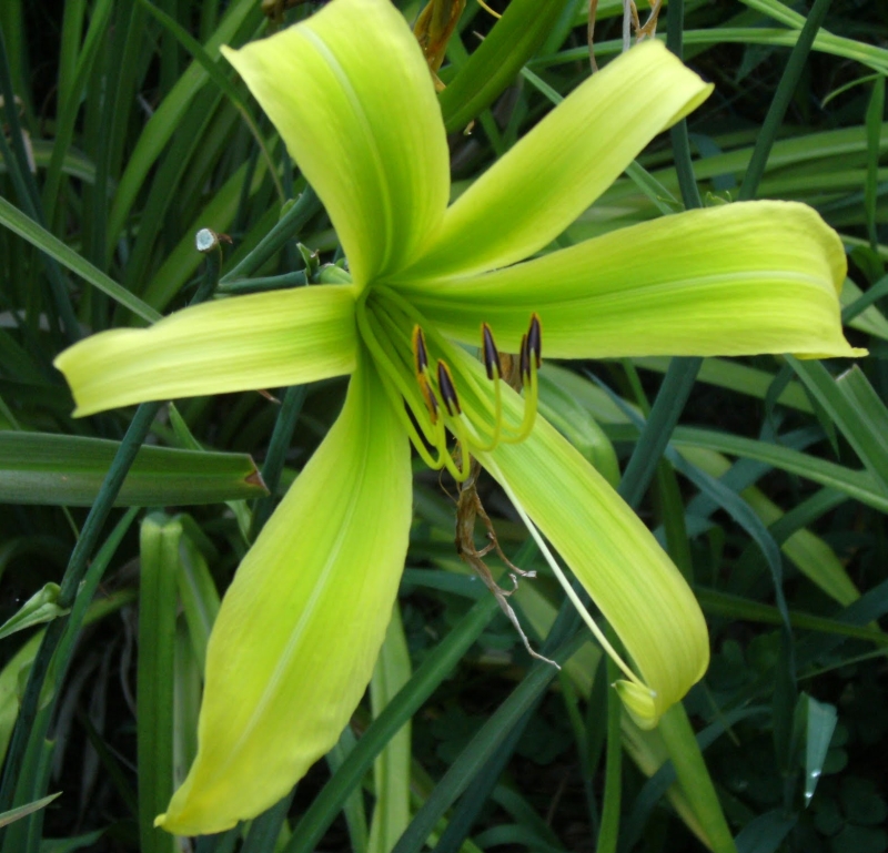 Spider daylily. Grade Green Python