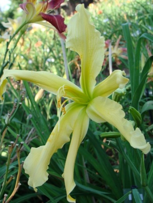 Daylily of an indefinite shape (spider with a non-standard shape of petals). Variety Prague Spring