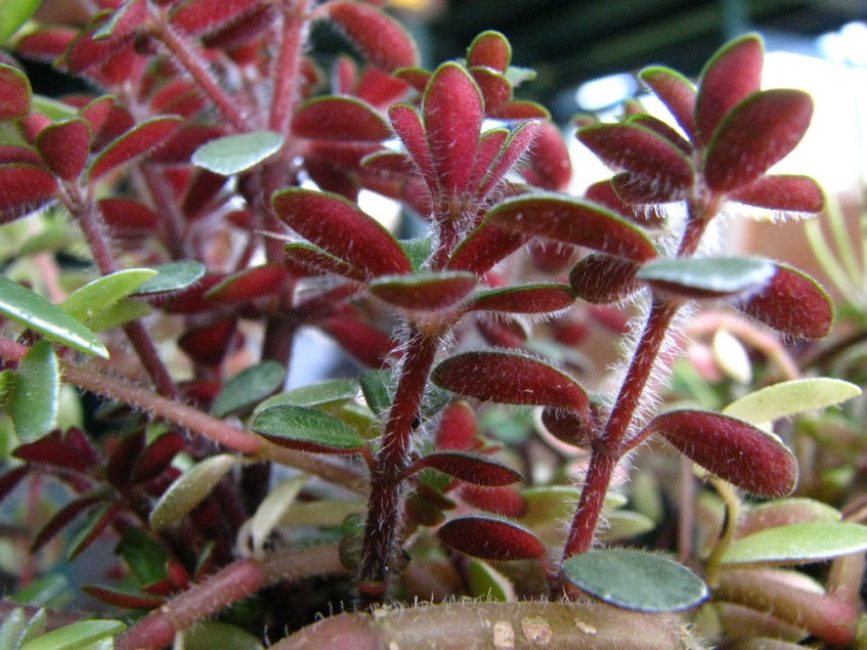 Peperomia محمر