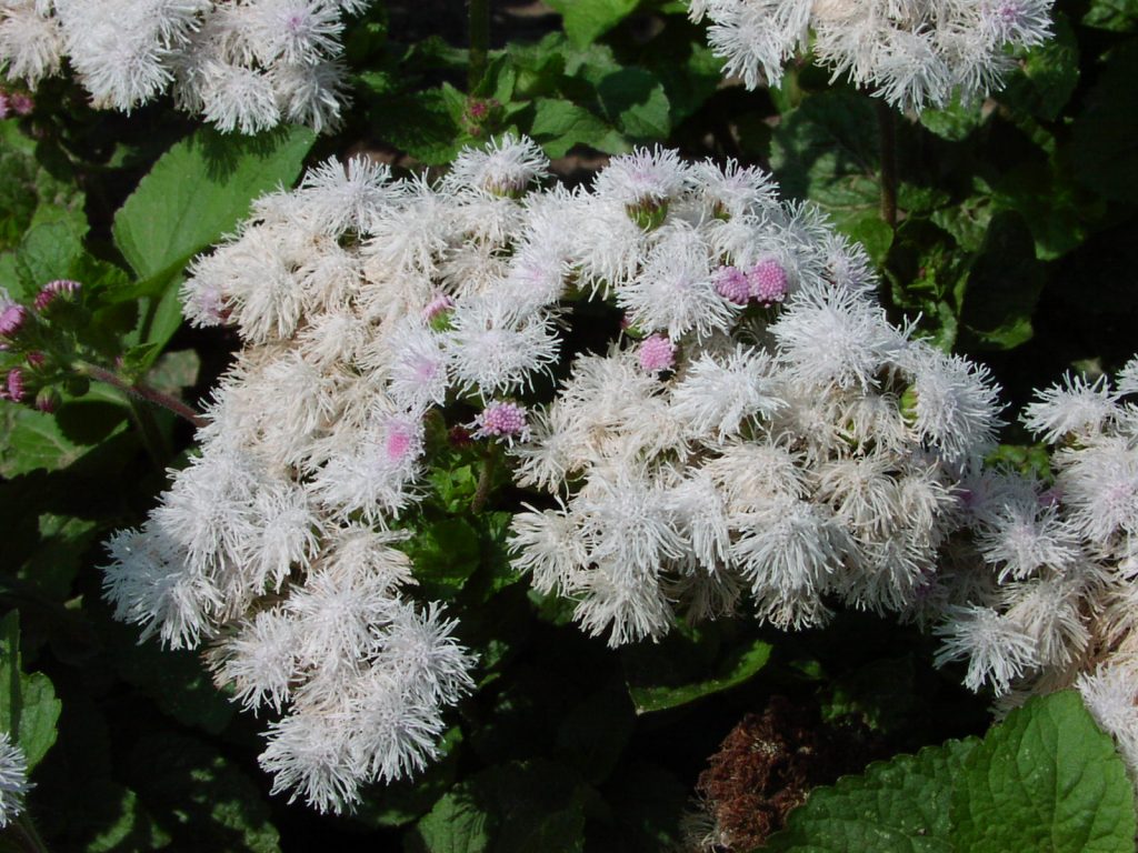 الصيف الثلوج Ageratum