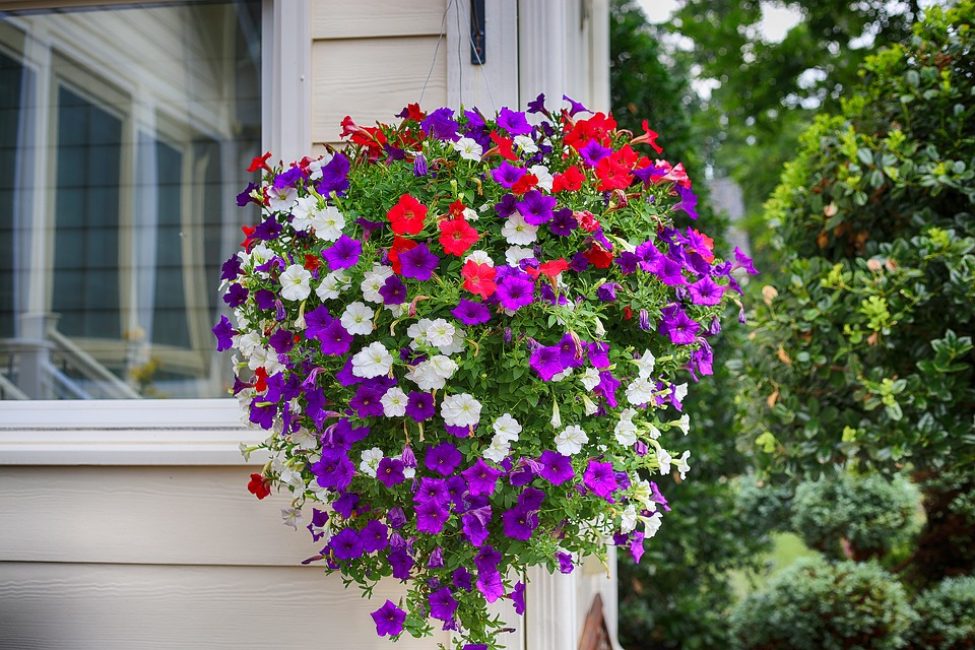 Magnifique pétunia dans une jardinière suspendue