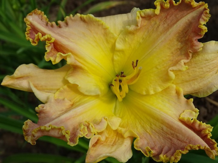 Resin daylily with four petals