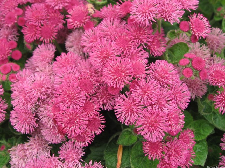 النار الوردي Ageratum