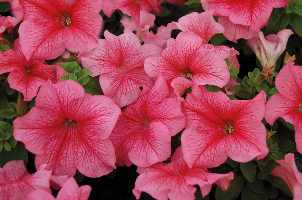 Pétunia Ramblin aux fleurs de pêcher.