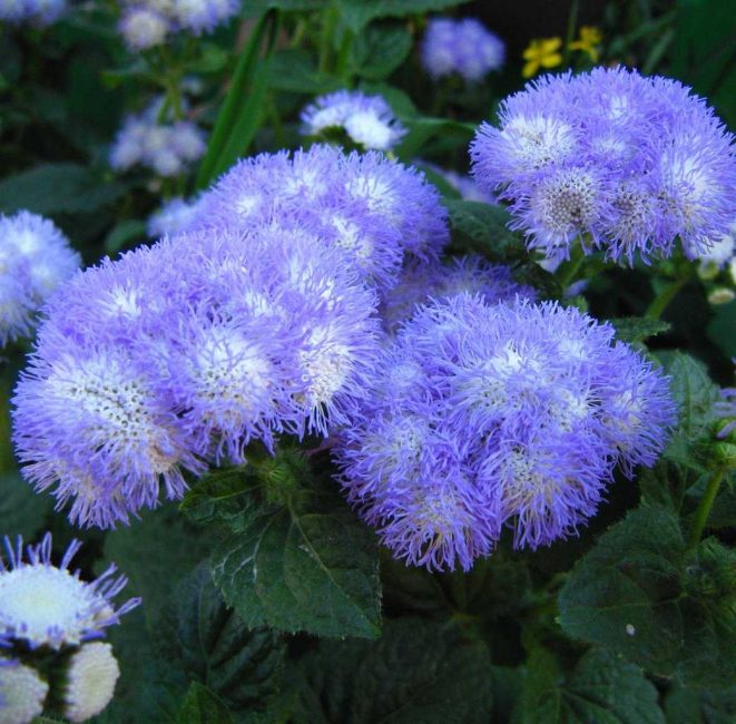 المنك الأزرق Ageratum