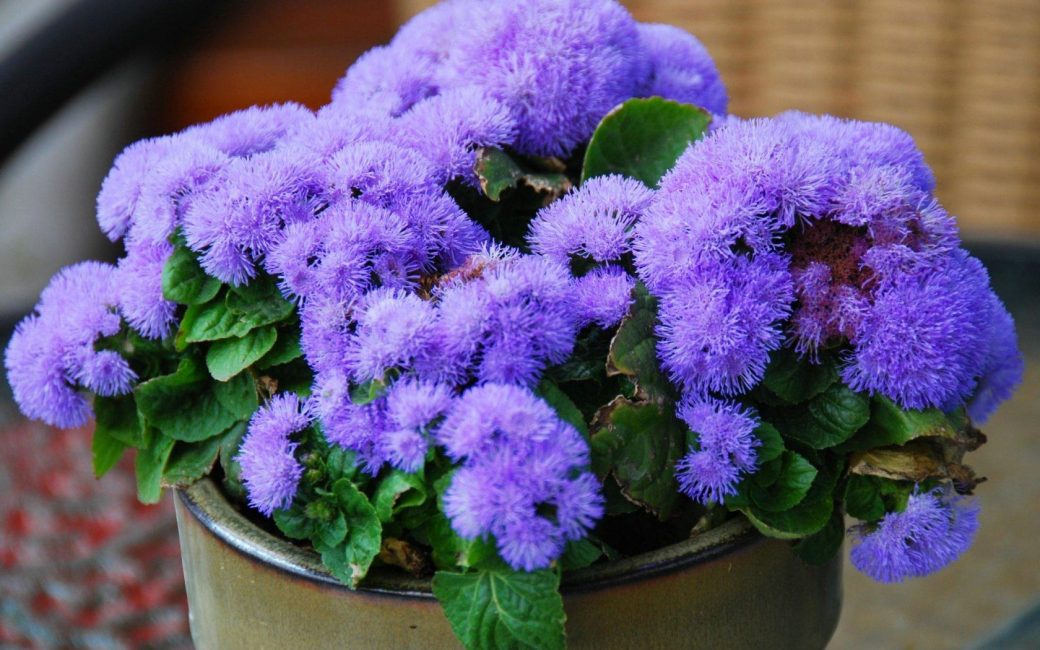 الكمال الأزرق Ageratum