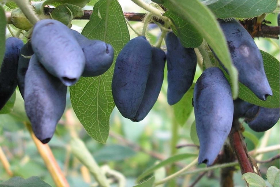 Cultivar di caprifoglio blu