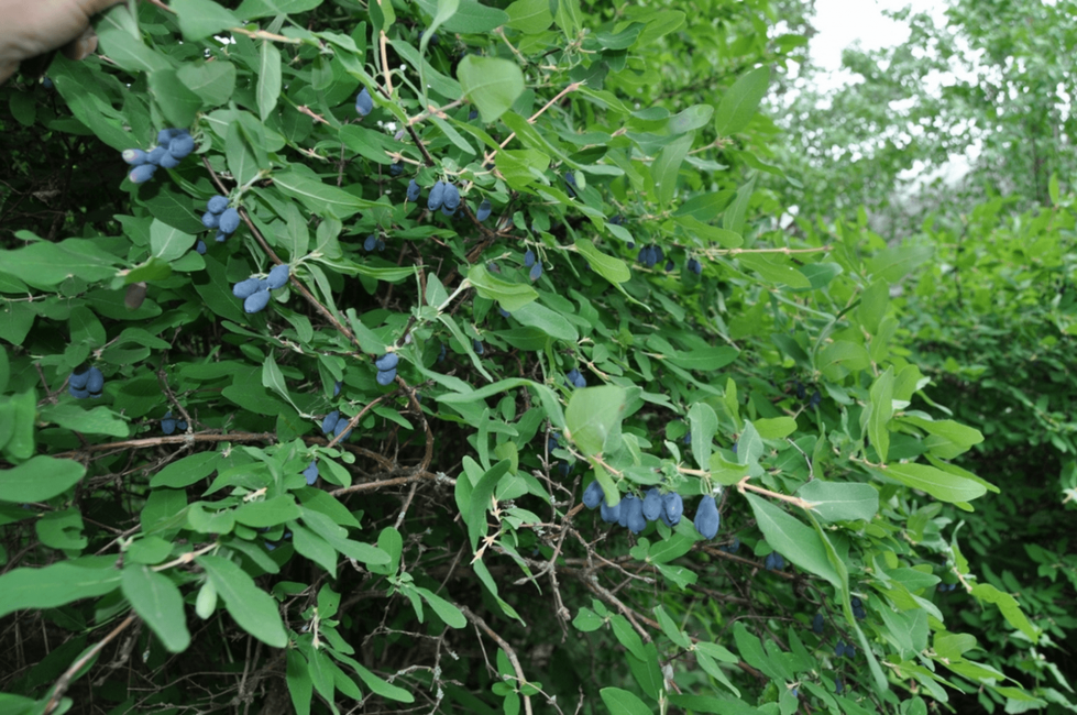 Varietà di caprifoglio azzurro