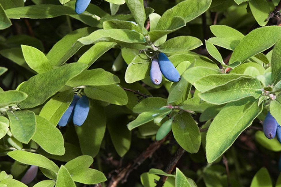 Varietà di caprifoglio a frutto lungo